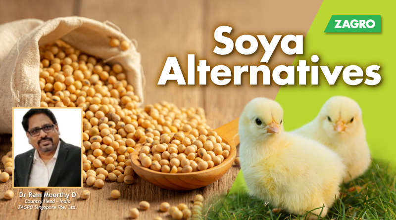 Soya Alternatives